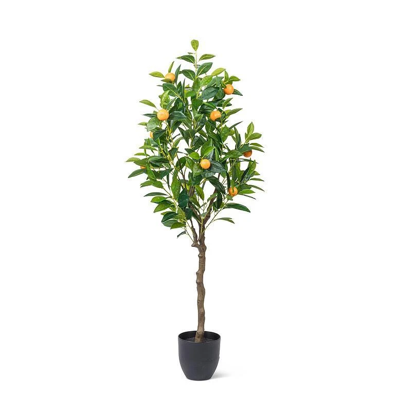 Medium Orange Tree 3 Medium Orange Tree