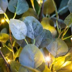 Eucalyptus Branch, 32 LED Lights Set Of 2 -Simply Devine Gifts And Decor Shop 2phl086 3