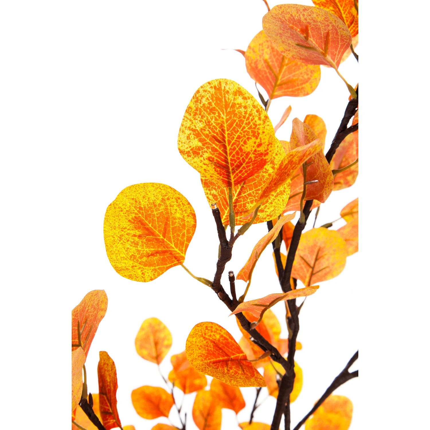 Fall Eucalyptus Tree 4' 4 Fall Eucalyptus Tree 4' - Image 2