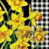 Daffodil Check-Flag Collection